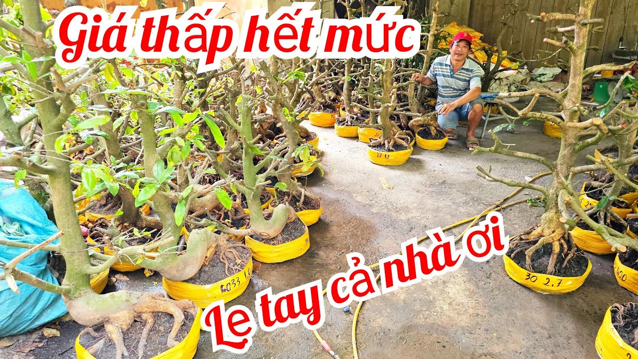 A. Minh 📲 0339417719 khui vườn mai mới mai Đế Đẹp mai giảo Thủ Đức giá rẻ 18/3 (@MaivàngQuêdừa)