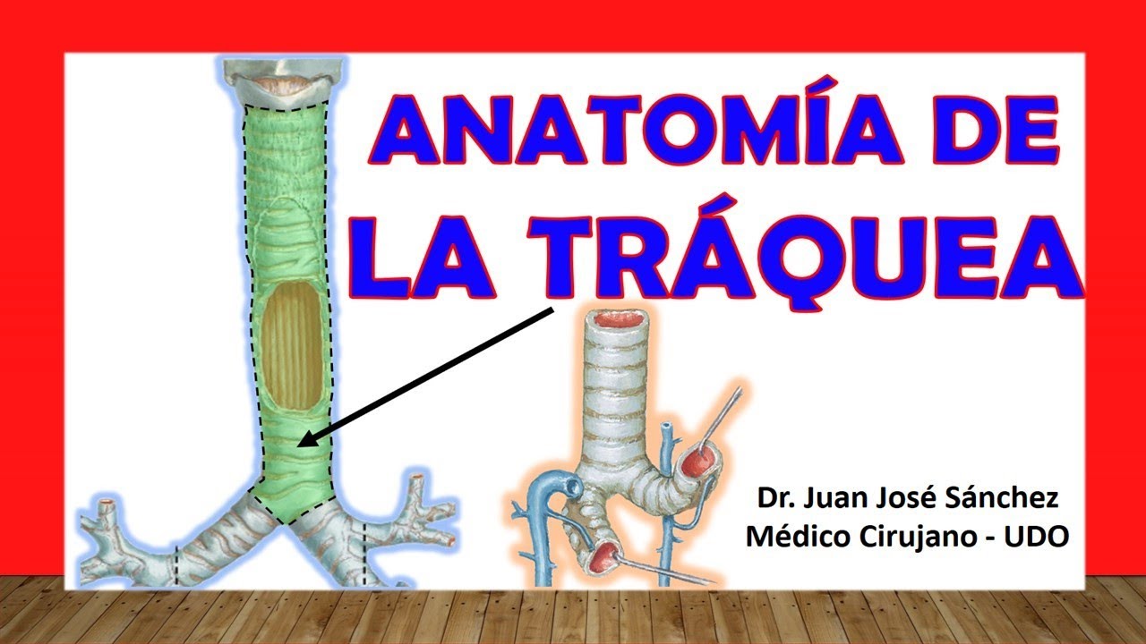 🥇 Anatom&iacute;a de la TR&Aacute;QUEA. F&aacute;cil, R&aacute;pida y Sencilla