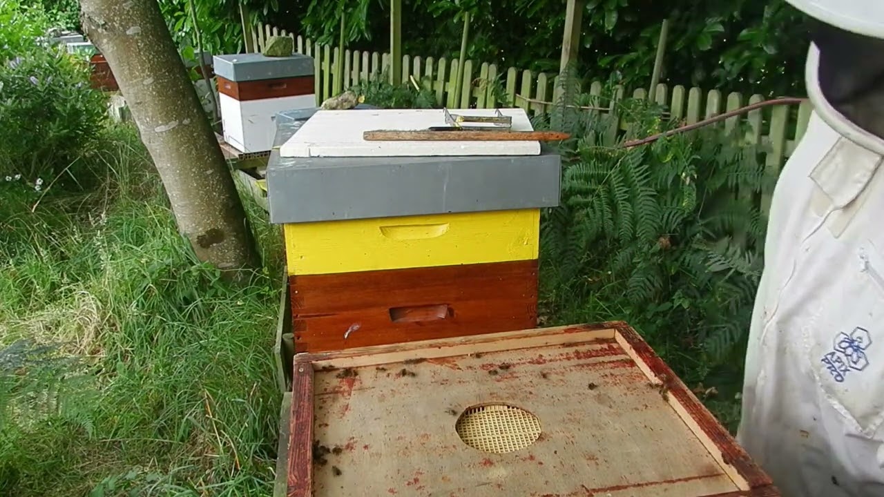 Récolte de miel d'été le matin sur abeilles noires, travail en miellerie, extraction du miel