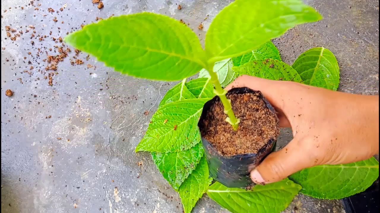 How To Propagate Hydrangea From Cutting , Hydrangea Propagation