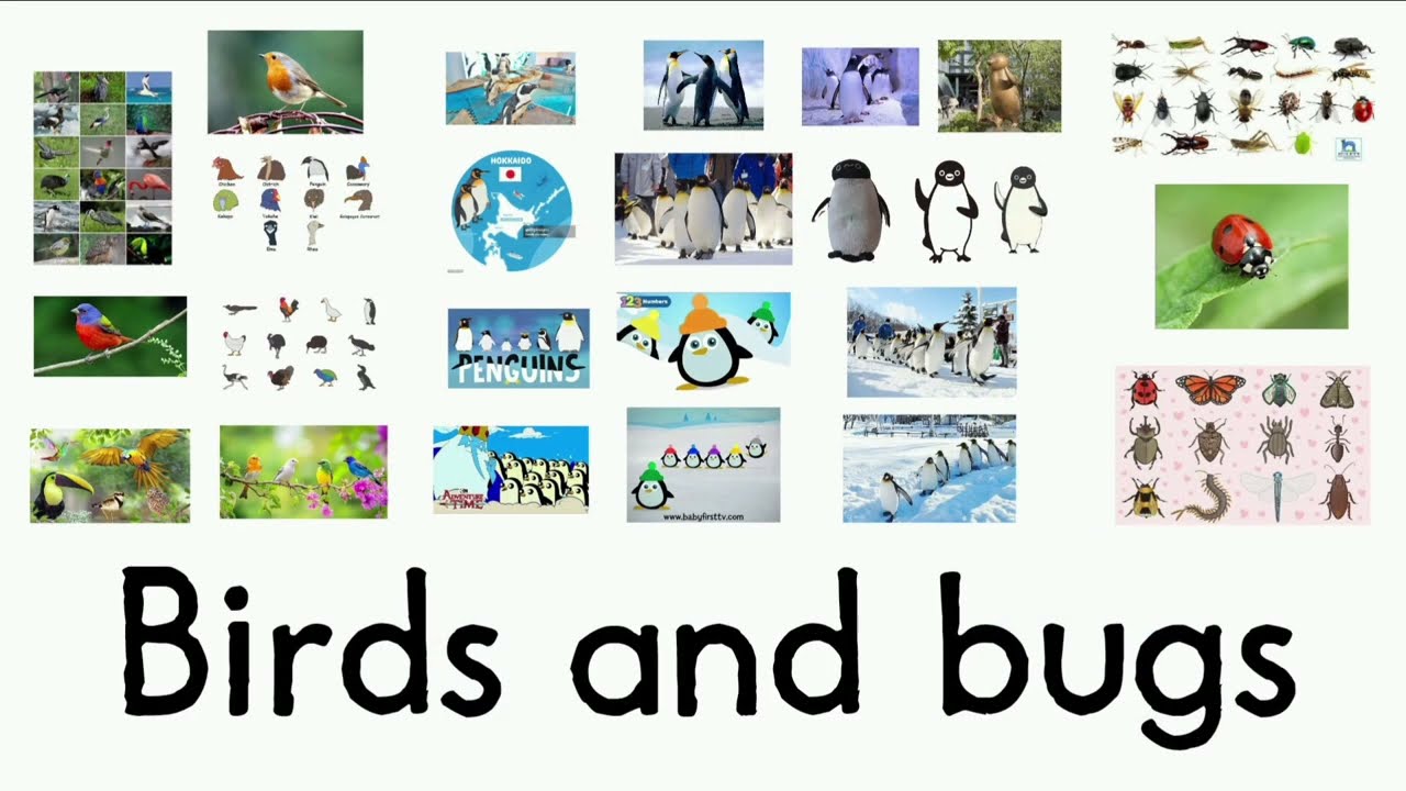 LEARN BIRDS AND BUGS VOCABULARY KIDS 