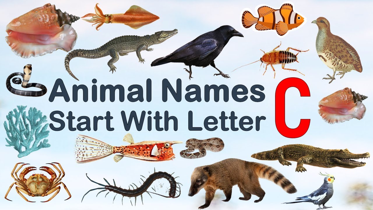 Animal Names Starting with letter C #Spelling #Picture #vocabulary #animals #explore #animalslover
