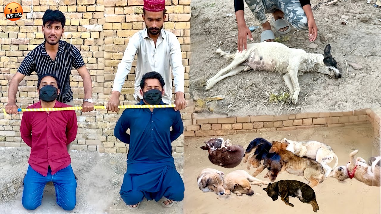 HAMARY PUPPIES🐶 OR AWARA DOGS KO MARNY WALY DUSHMAN BACHY GY NAI 😠
