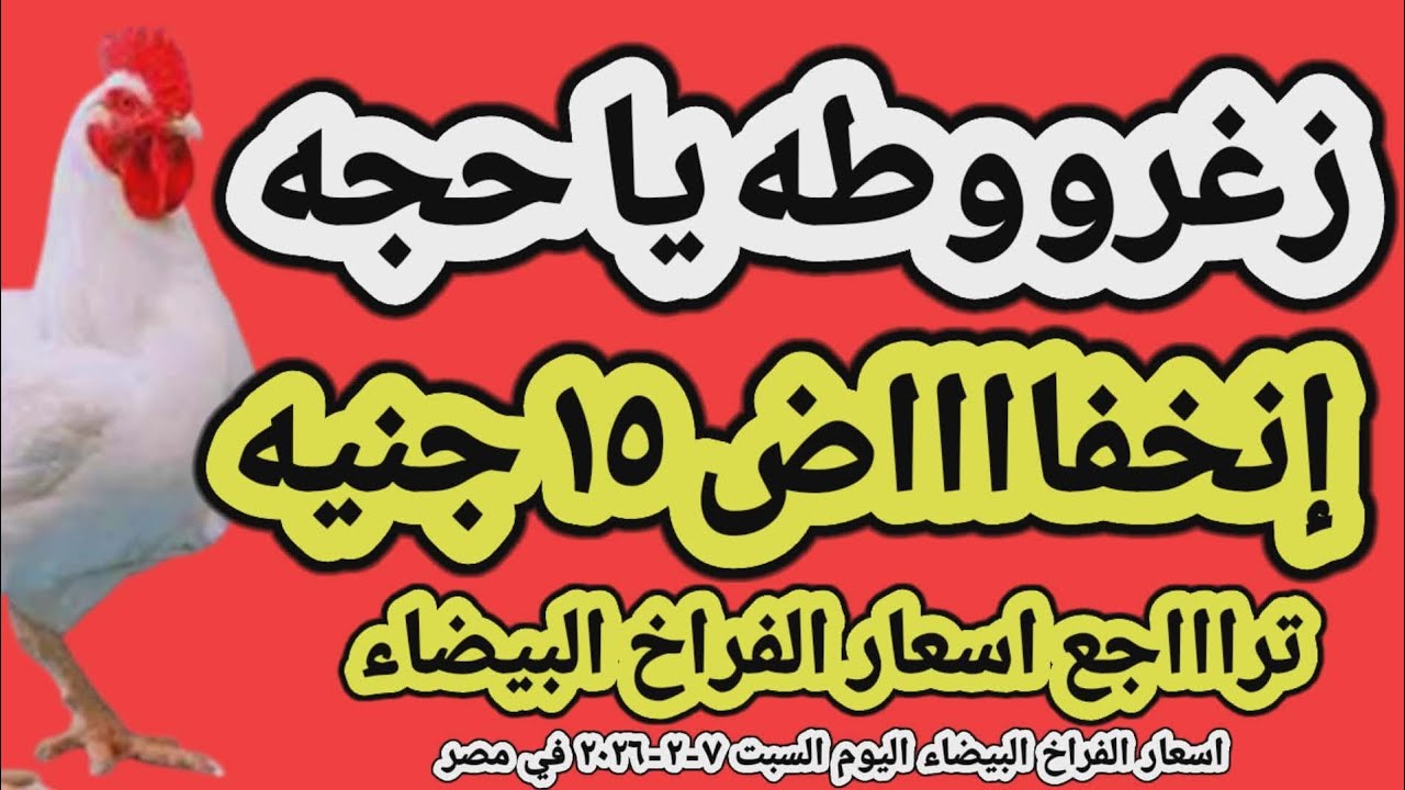 اسعار الفراخ البيضاء اليوم/ سعر الفراخ البيضاء اليوم السبت ٧-٢-٢٠٢٦ في مصر جمله وقطاعي