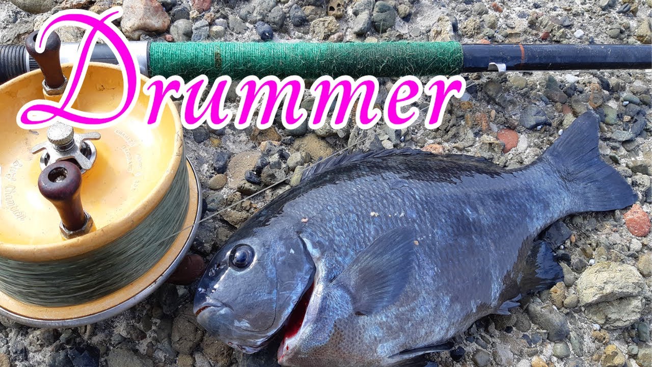 Catching Drummer (Rock Blackfish)