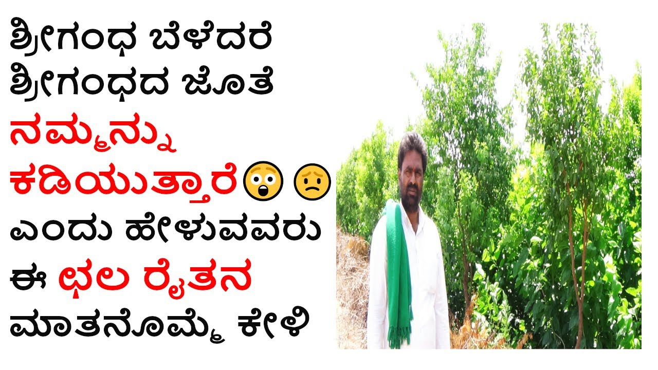 ಭಲೇ ಭೀಮಣ್ಣ👏👌 ನಿನ್ನ ಮಾತನ್ನು ಕೇವಲ ಶ್ರೀಗಂಧ ಬೆಳೆಗಾರರೆಲ್ಲ ಸರಕಾರ ನಡೆಸುವರು ಕೇಳಬೇಕು-8310036484