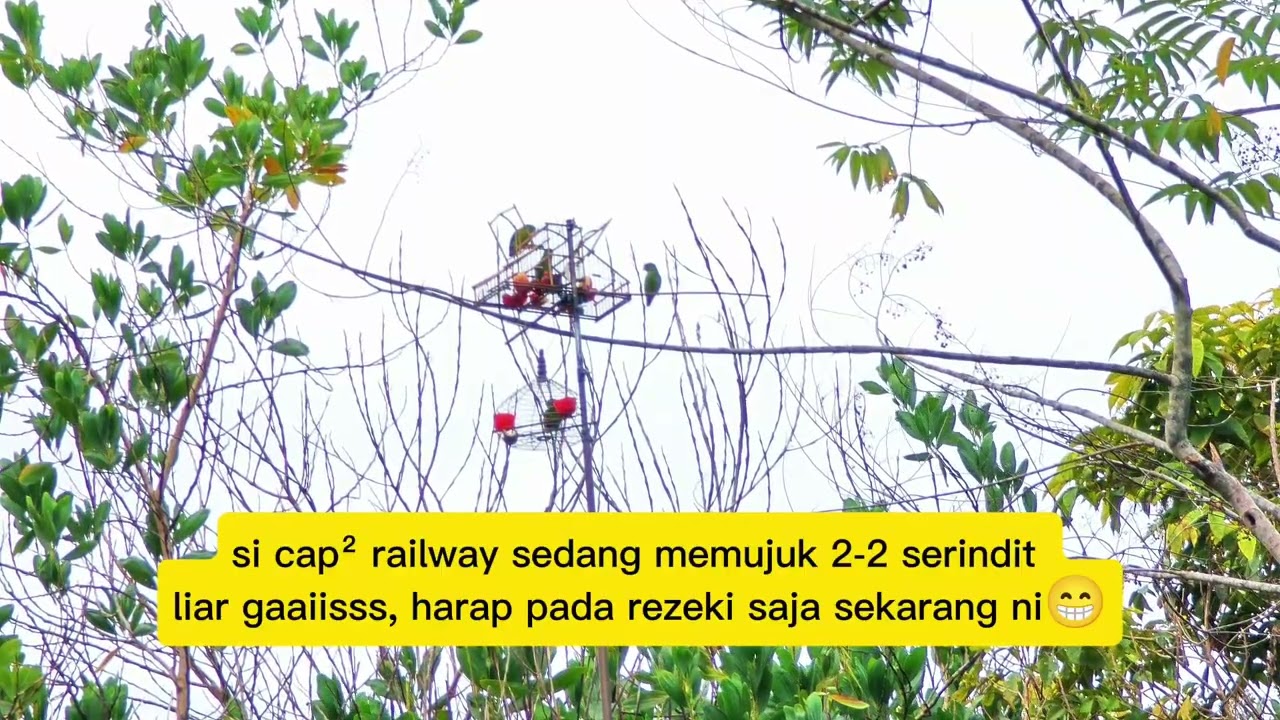 Kejutan Bertubi-tubi Gaaiisss 🤩🤩🦜🦜🔥🔥 Sudah Lama Tidak Memikat Serindit!!!