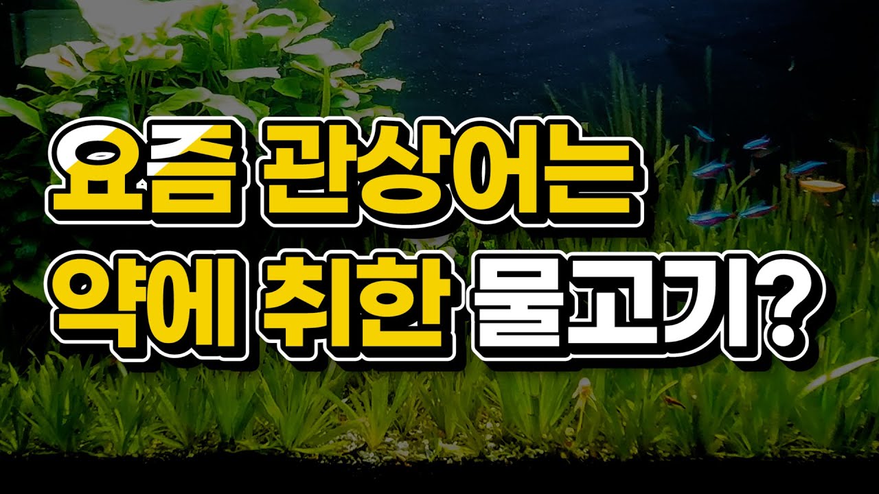 [박테리아제 오남용] 이 중 2개 이상 해당되면 물생활 접어야 합니다.