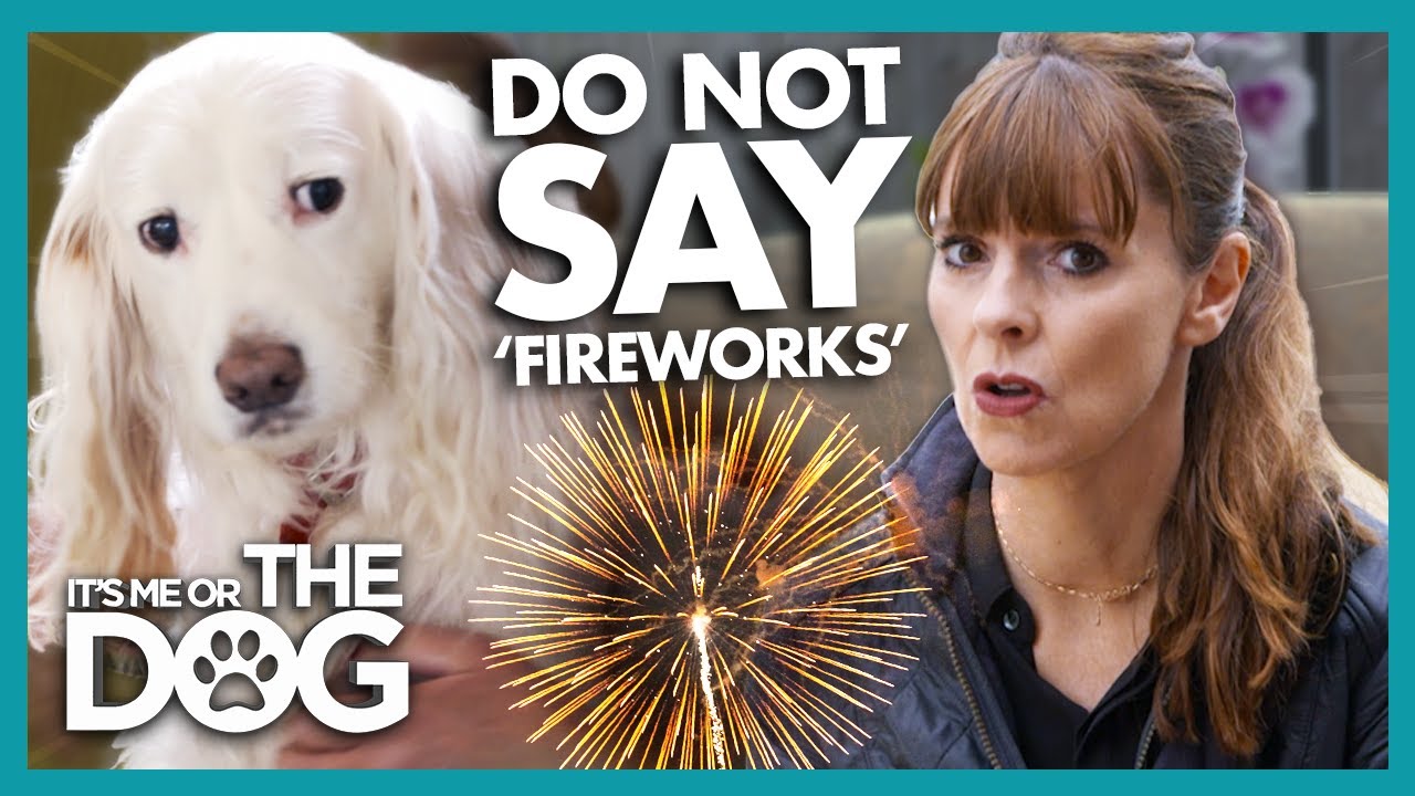Nervous Dog RUNS when hearing the word 'Fireworks'! | It's Me or The Dog