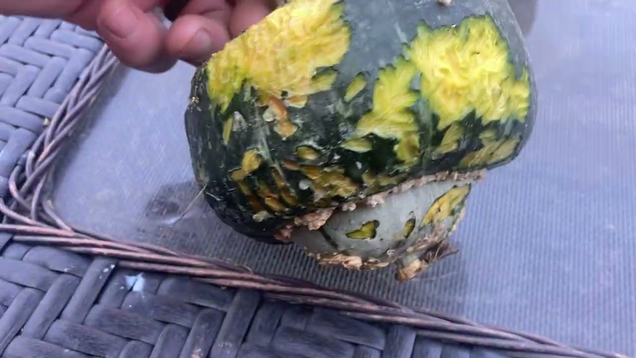 Rodent&rsquo;s in the field;what this looks like on your vegetables.