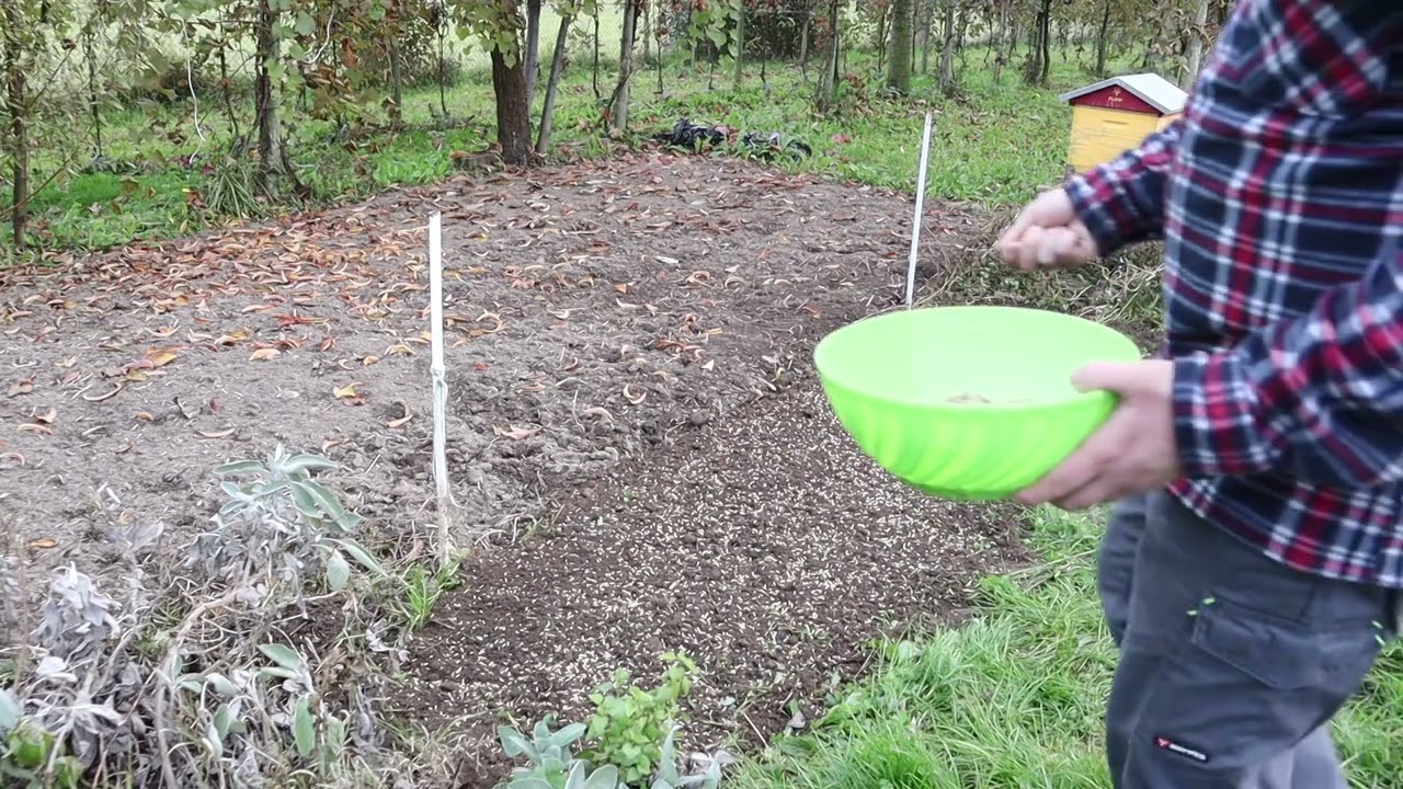 semina grano tenero  antico frumento