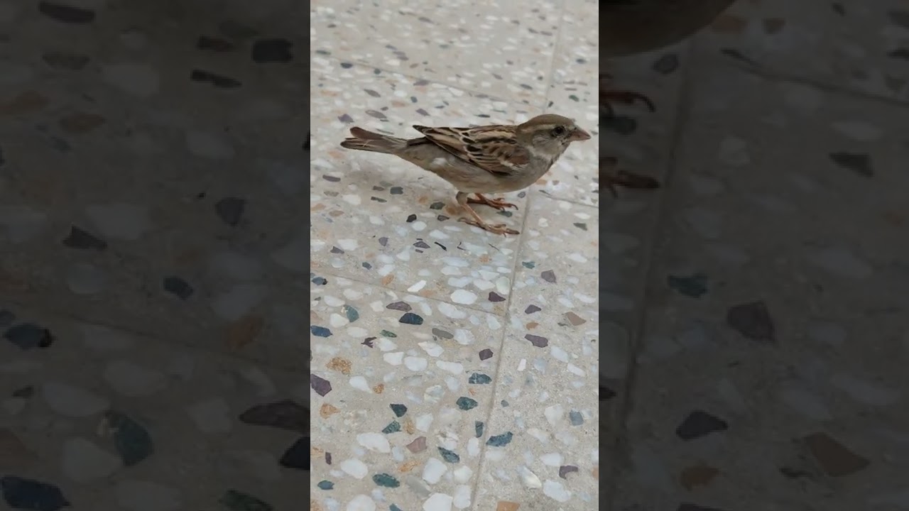 Sparrow Voice