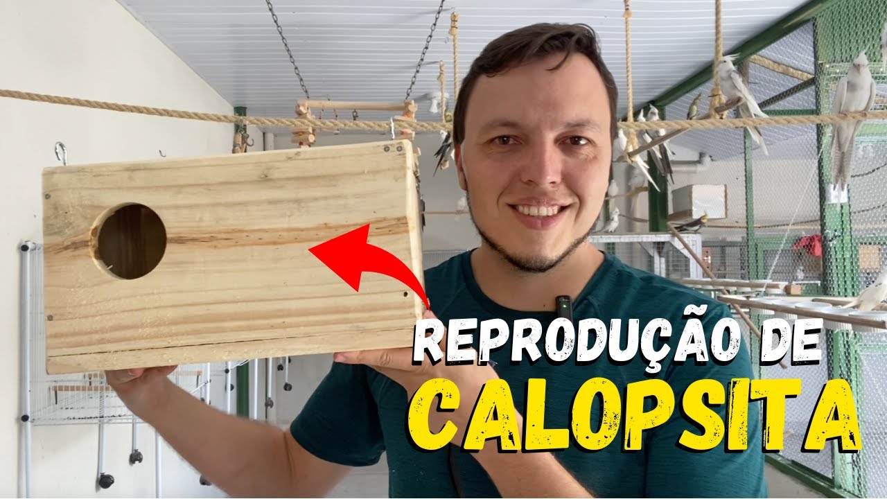 COLOCANDO OS NINHOS PARA NOVA TEMPORADA DE REPRODUÇÃO DE CALOPSITA