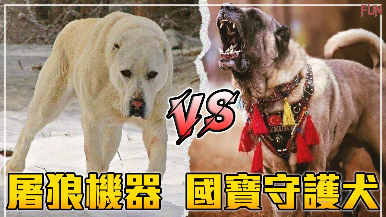 【最凶悍大型犬之戰】中亞牧羊犬 VS 坎高犬 | 屠狼機器 對戰 國寶守護犬！