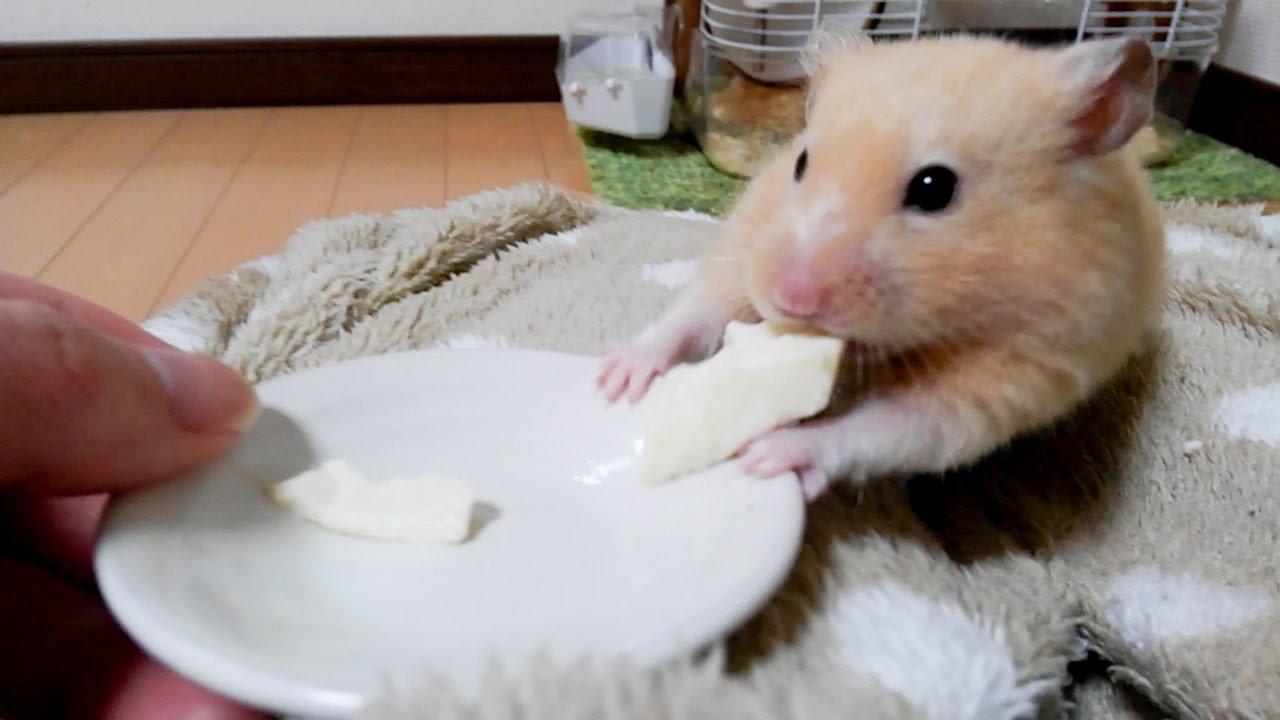 はじめての豆腐が好きすぎて･･･？おもしろ可愛いハムスターThe hamster to which tofu is preferred