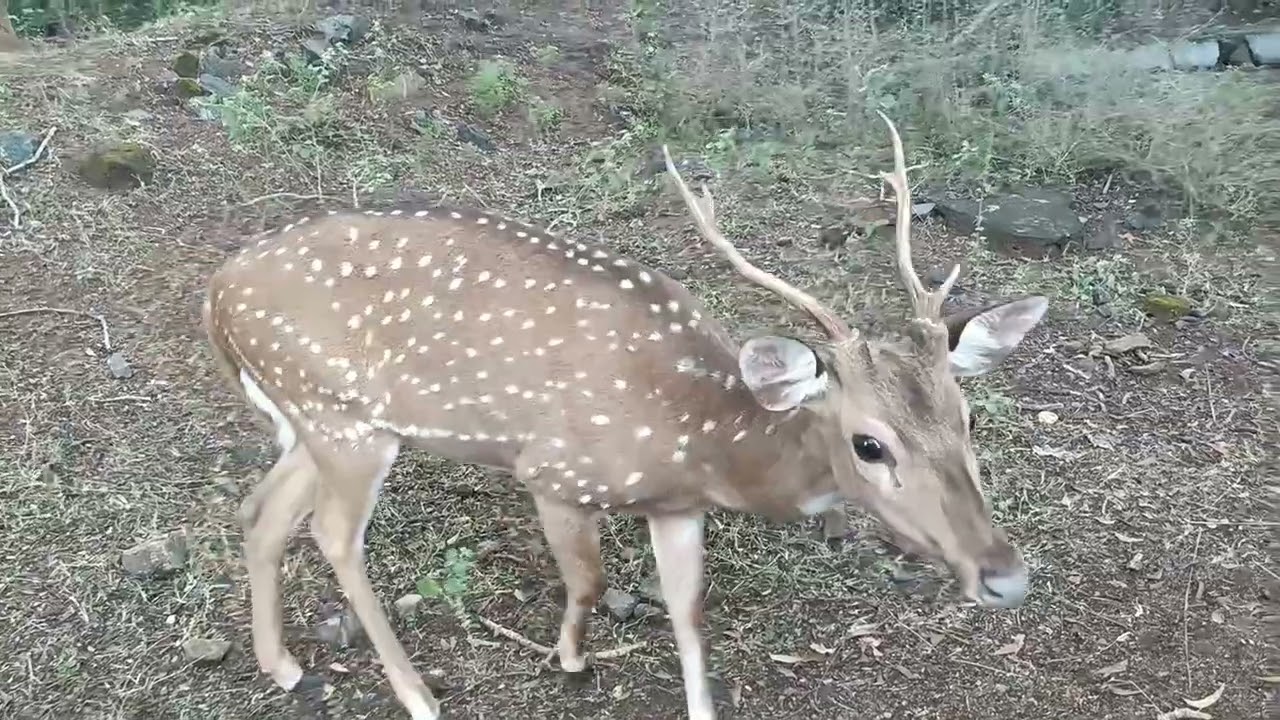 Arignar Anna Zoological Park  Vandalur, Chennai. ( Part Two )