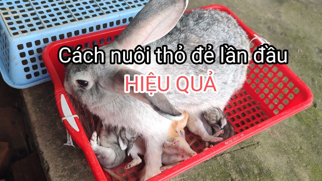 Cách nuôi thỏ đẻ lần đầu cho người mới - Nuôi thỏ gia đình
