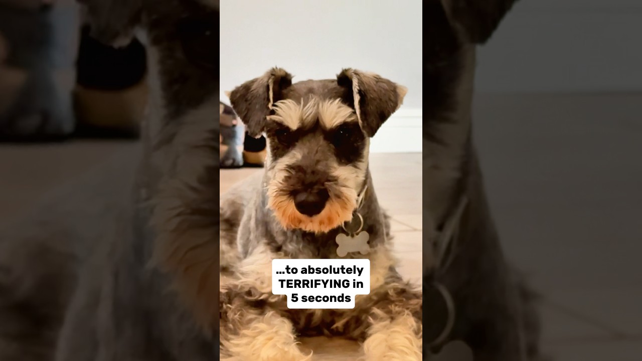 Only a Schnauzer can do this #minischnauzer