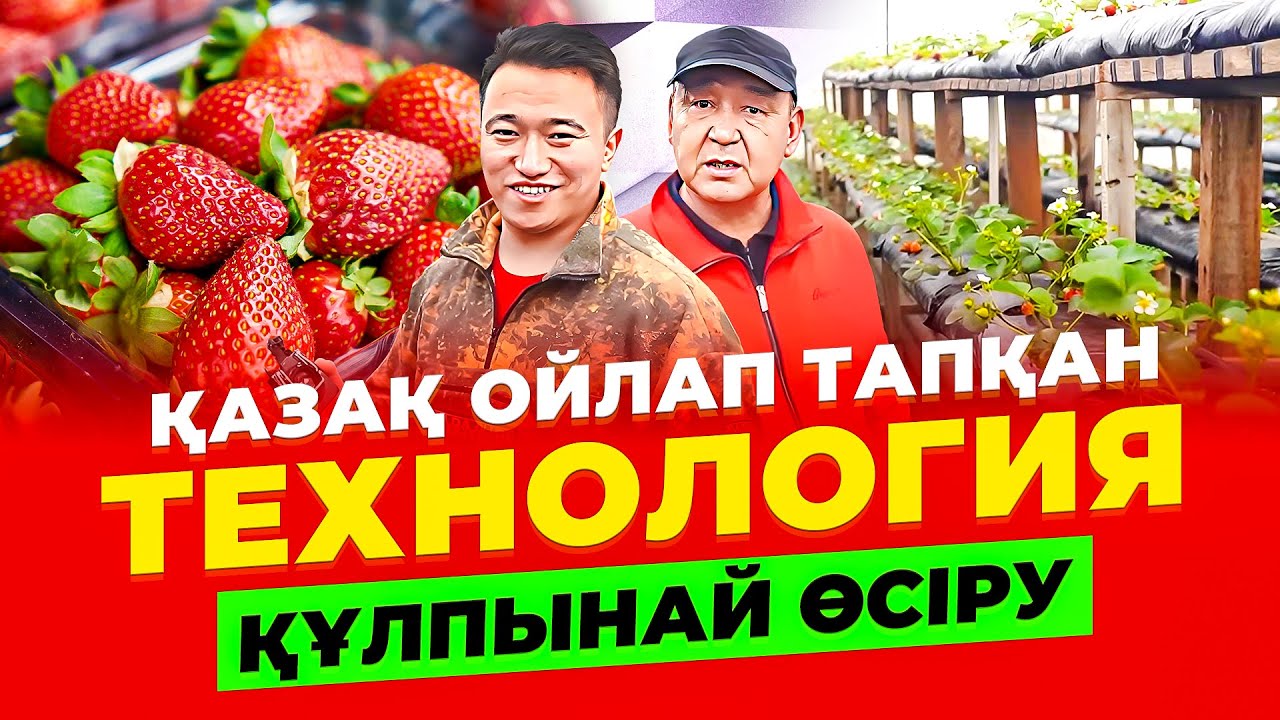 Сарыағаш тұрғыны ойлап тапқан технология! Құлпынай өсіру технологиясы.