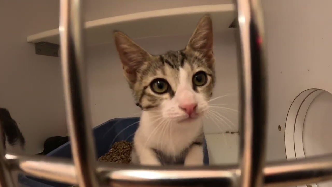 Texas Cats Arrive From Flood-Affected Shelters | Best Friends Animal Sanctuary #vlog 