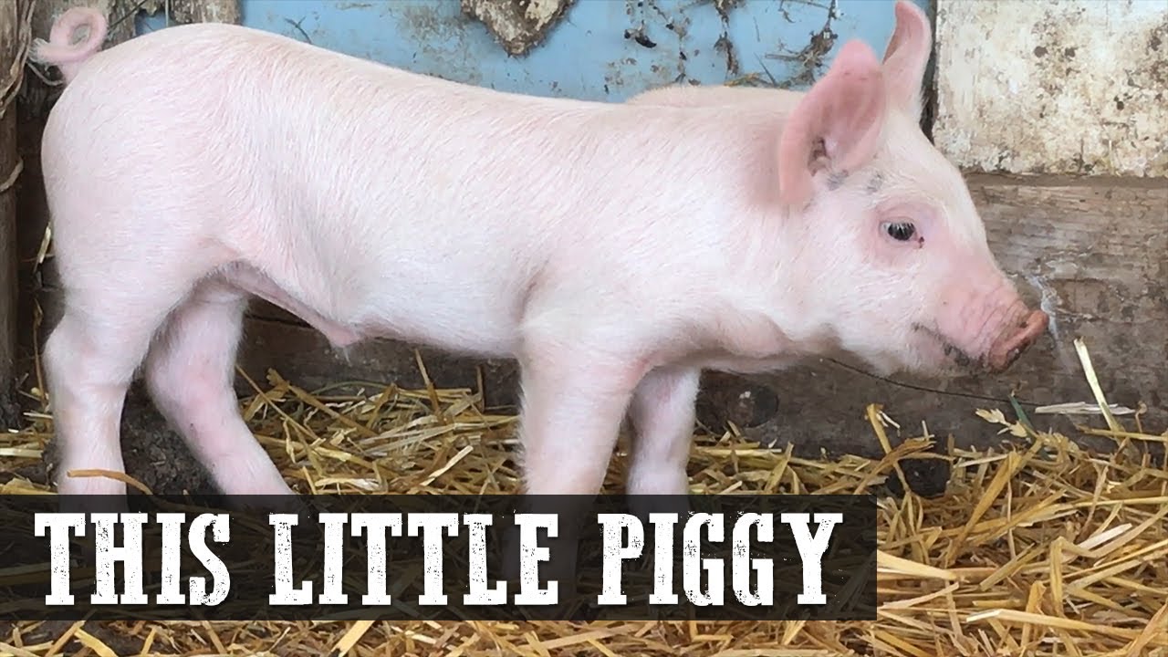 This Little Piggy