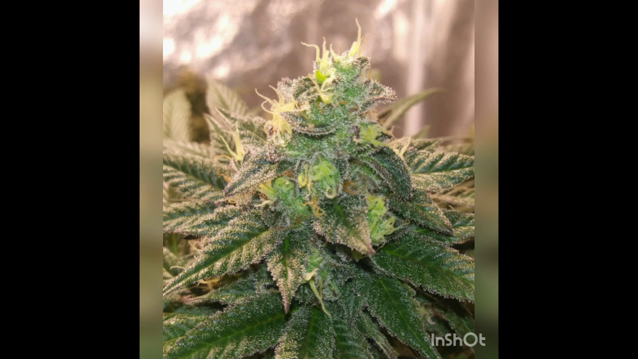 Super Frosty flowers(still shots of super fine cannabis)