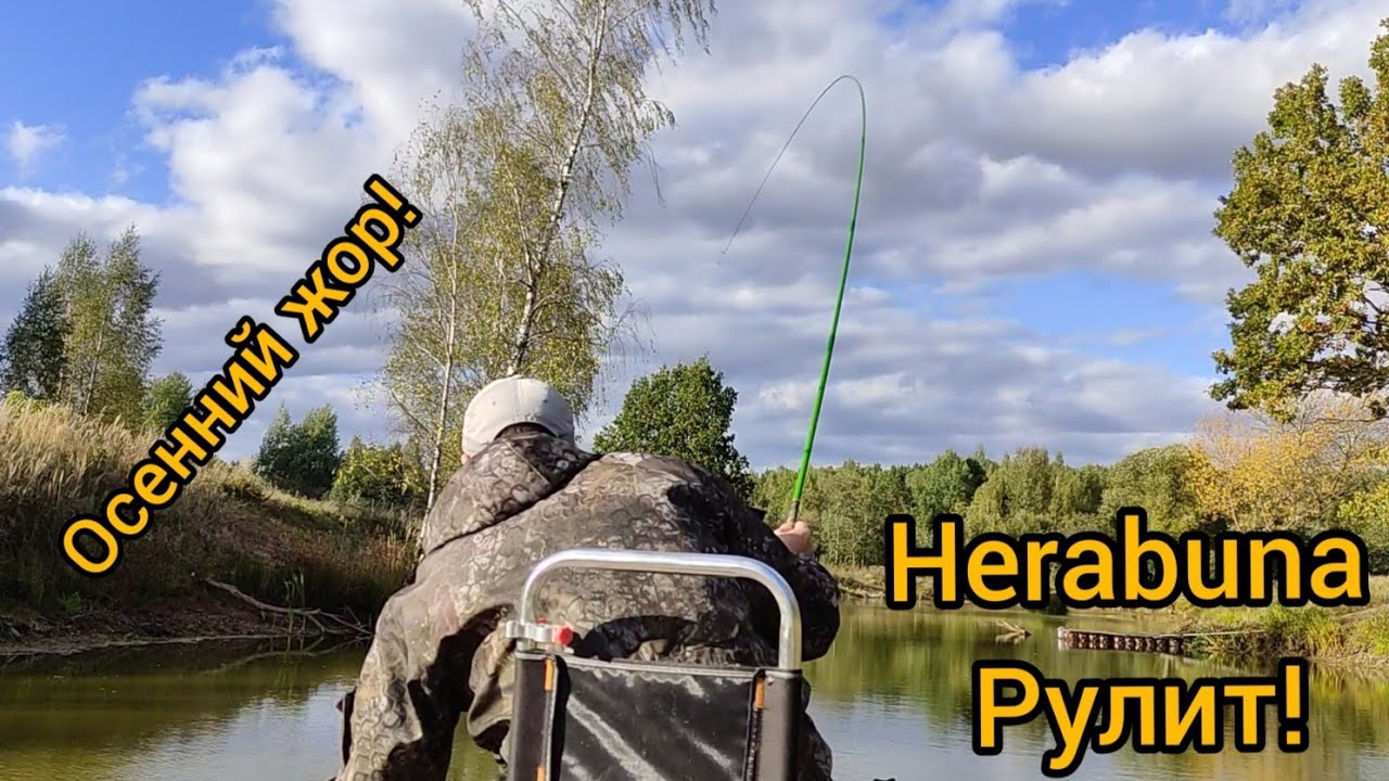 HERABUNA! ОСЕННИЙ ЖОР РЫБЫ! ЕЛЕ САДОК ВЫВОЛОК!