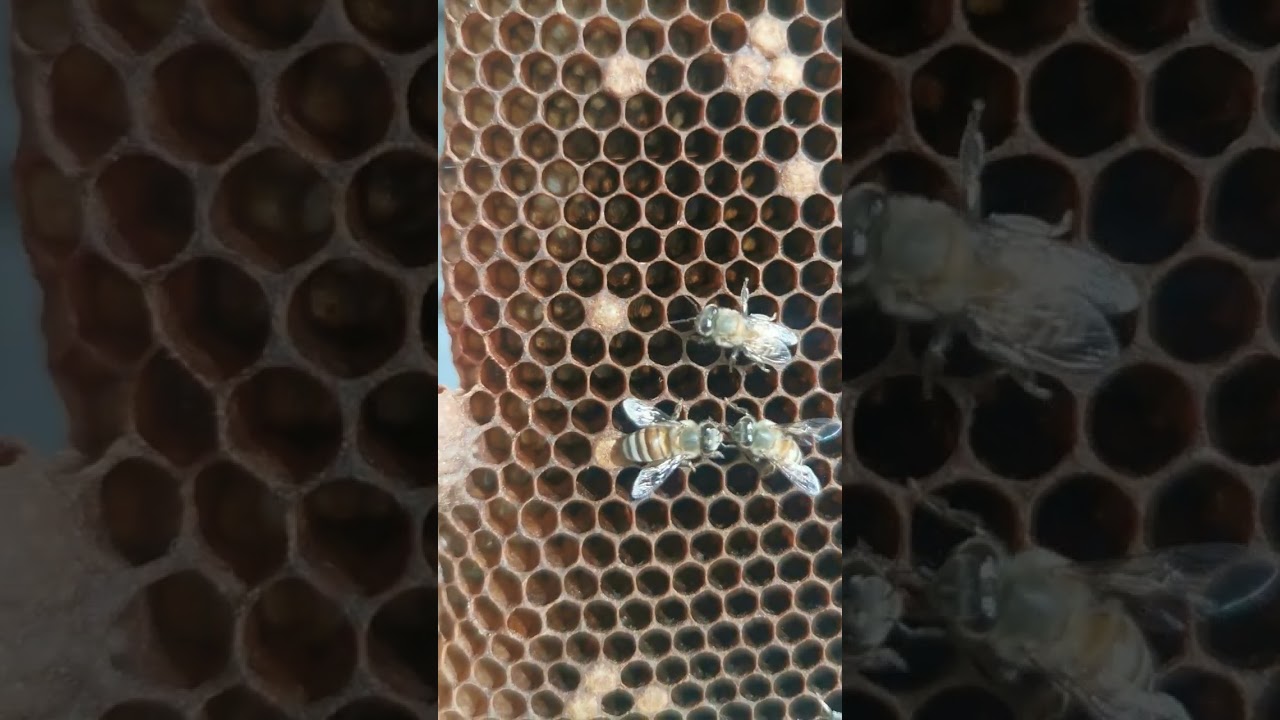 الفيلق بعد فرز عسل السدرة