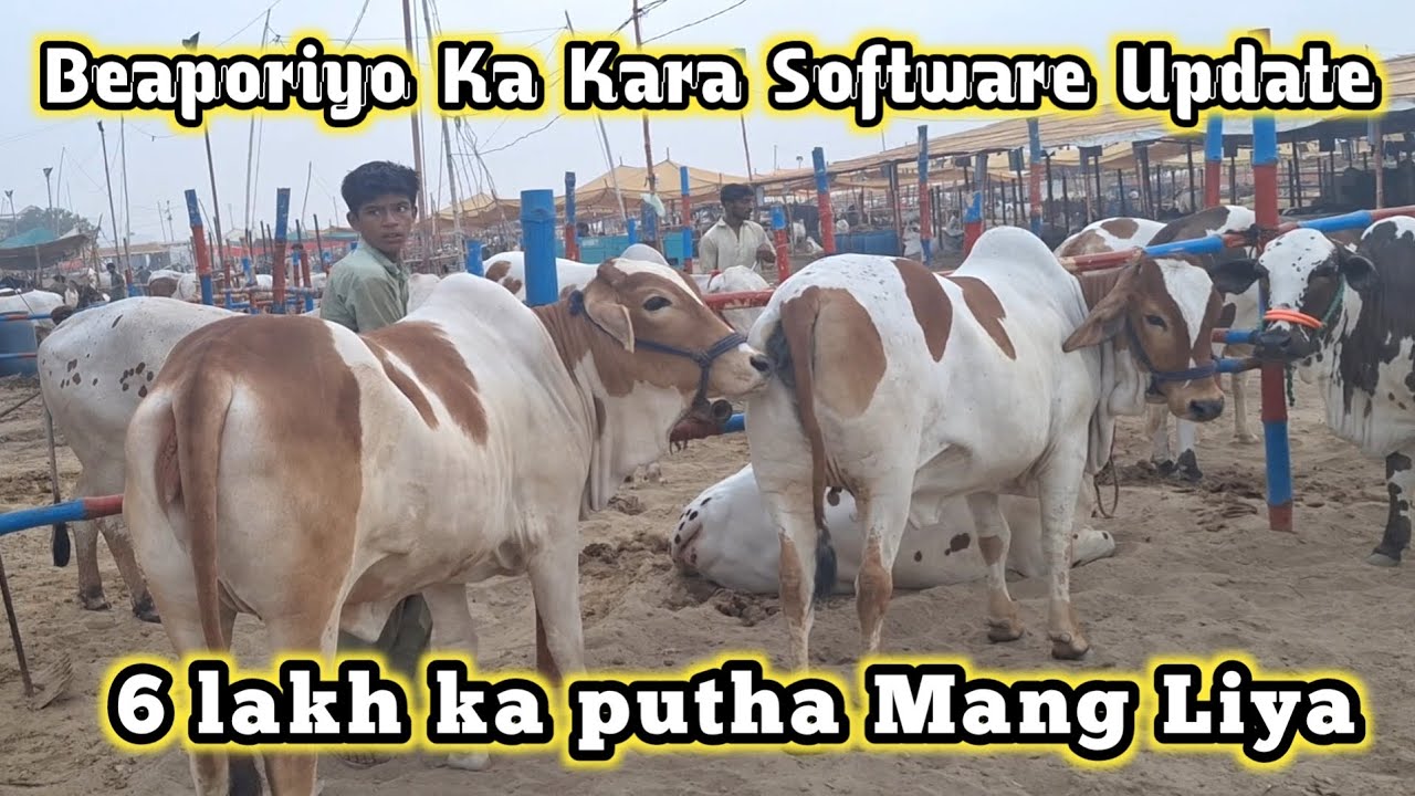 Northern Bypass Cow Mandi | Beaopari Ka Software Update karo ab ||