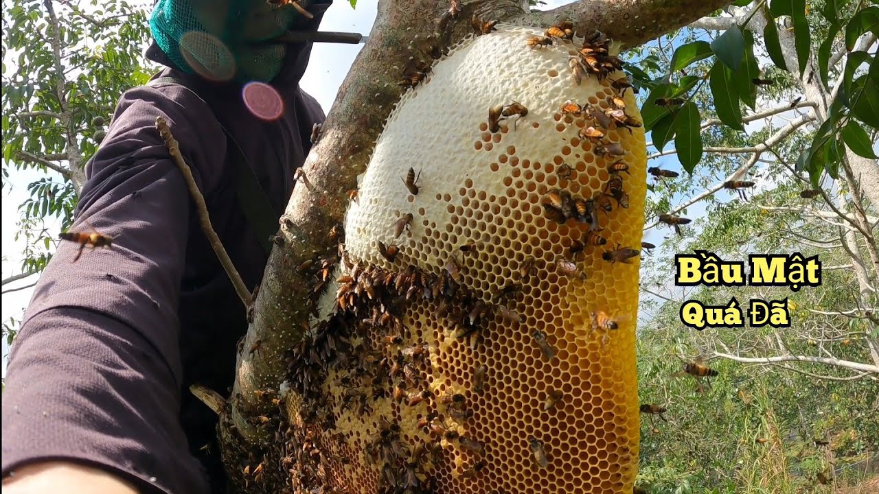 Một Ngày Ruồng Ong Gập Ngây Luồn Ong Mới Về Vừa Ngày Bắt.