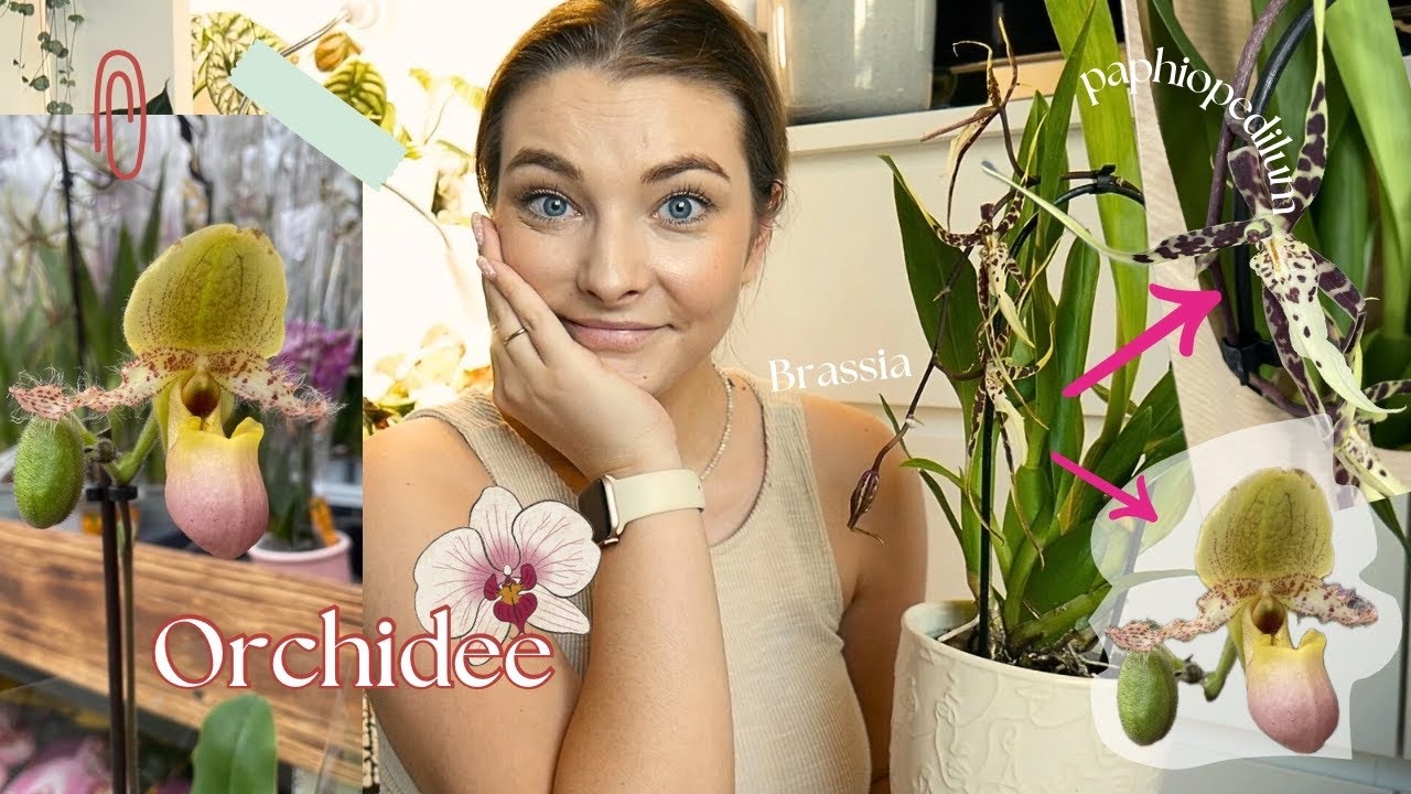ORCHIDEE – nowy gatunek wśród moich roślin | Paphiopedilum & Brassia🌸