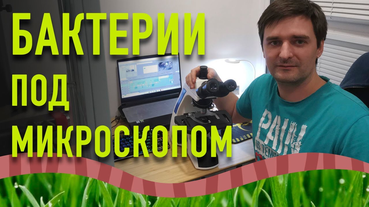 Клещики под микроскопом.Вермикомпост под микроскопом. Бактерии под микроскопом.