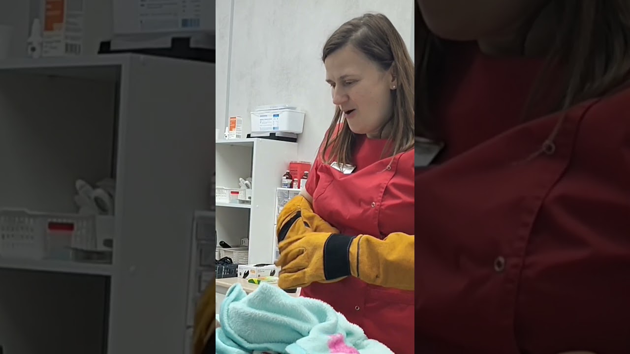 Злые в хорошем смысле/профессиональном😌 Ассистента жалко, да😅 #юмор #животные #кот #приколы #прикол