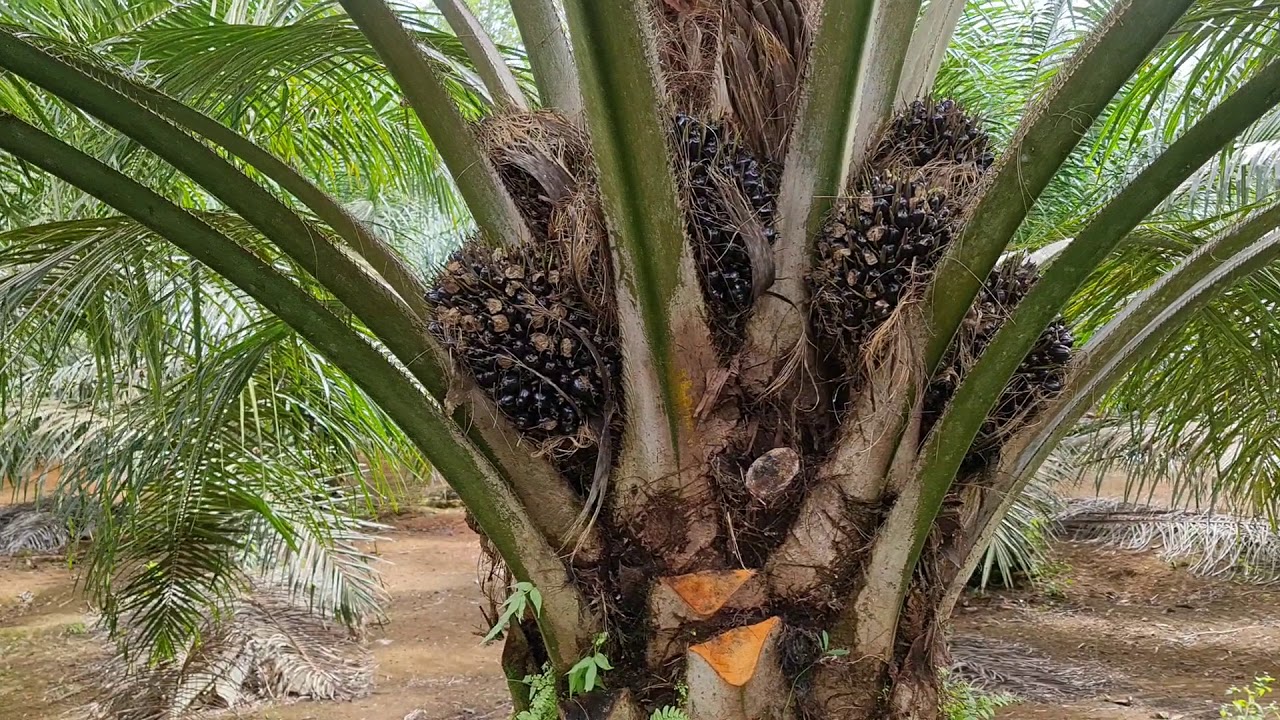 Kelapa sawit unggul ppks varietas 540 vs 239 || berbuah lebat