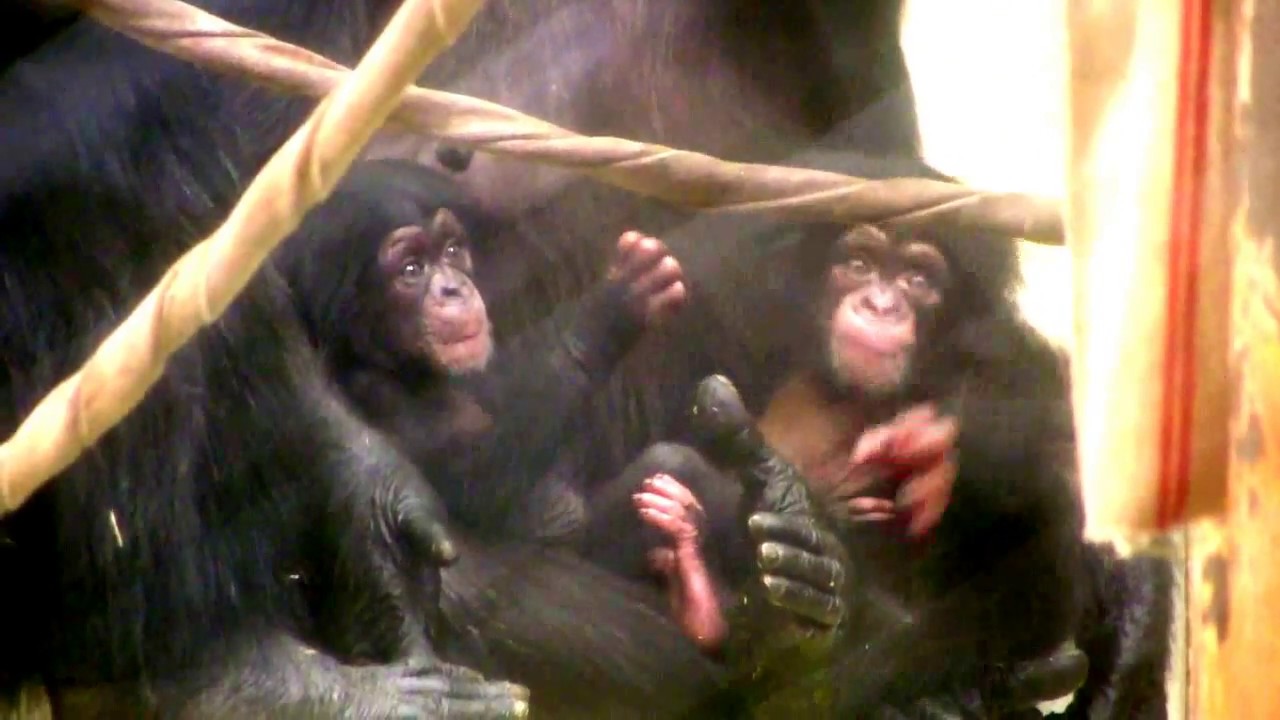 東山チンパンジー 双子の赤ちゃん 30  Chimpanzee twin baby