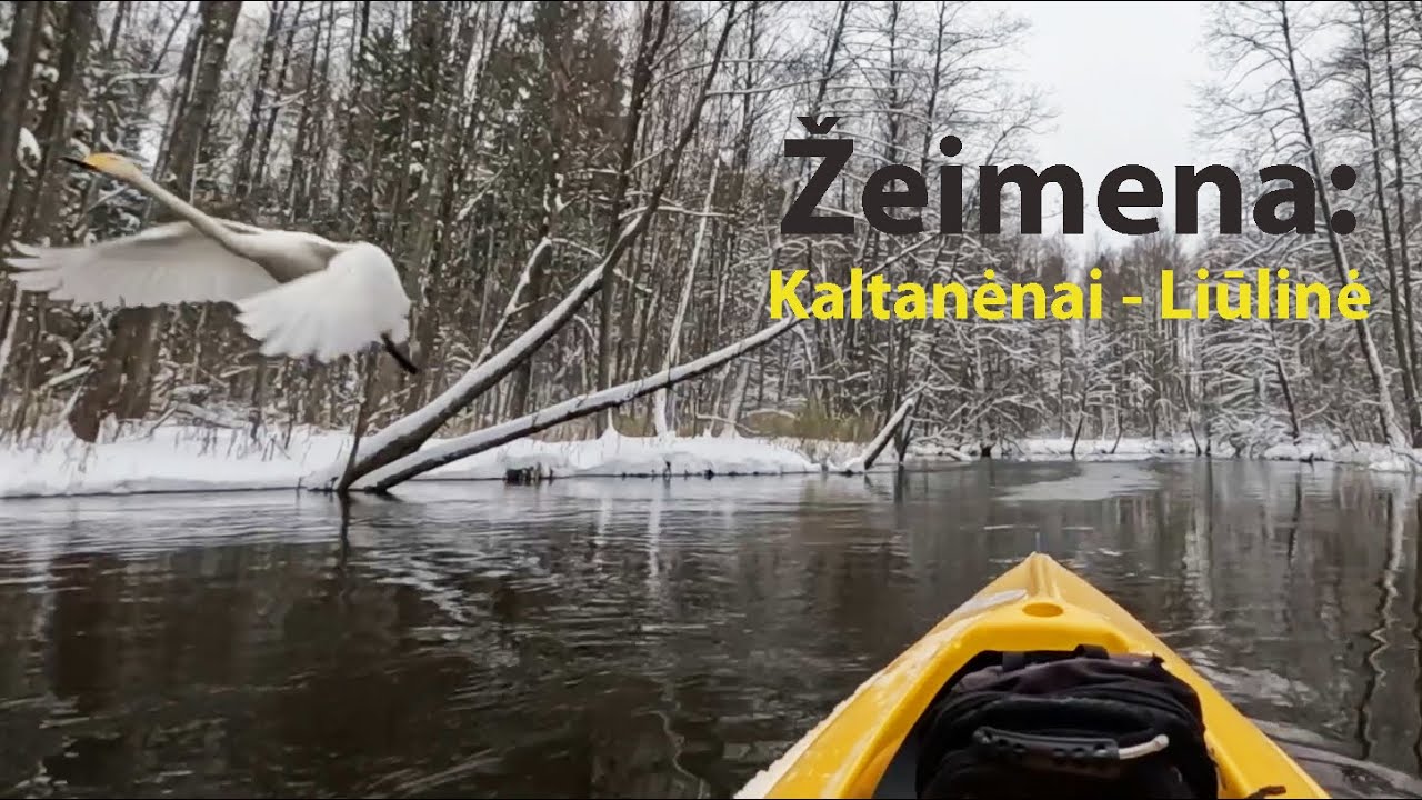 Ar neršia lašišos Žeimenos aukštupyje? 2023 11 30