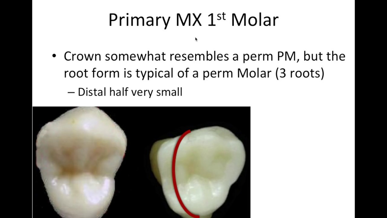 12 Primary/Deciduous Dentition - NBDE Part 1 Boards Study