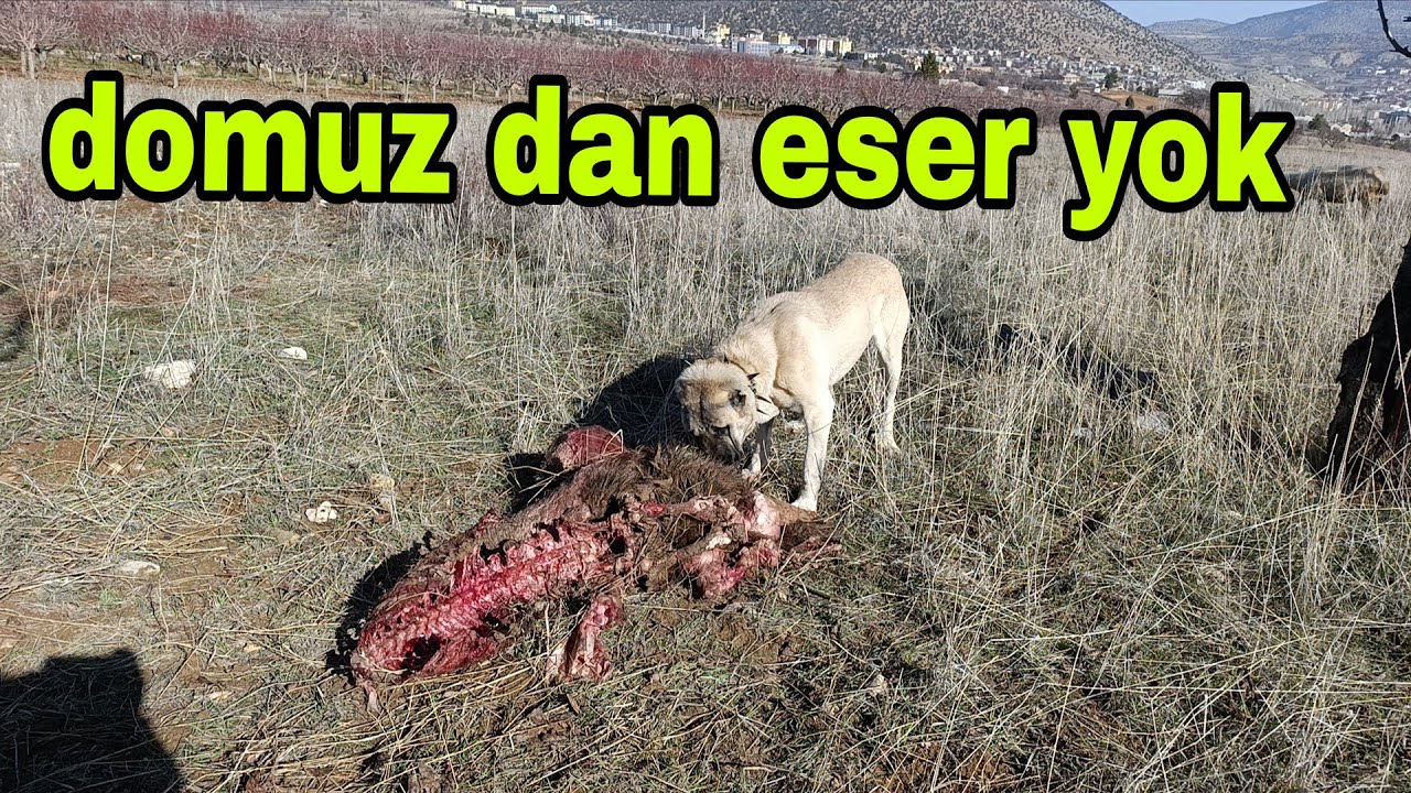 Çiftçinin Vurduğu Domuz U Kurtlar Bir Gecede  Bitirmişler Koyunun Keyfi Yerinde 