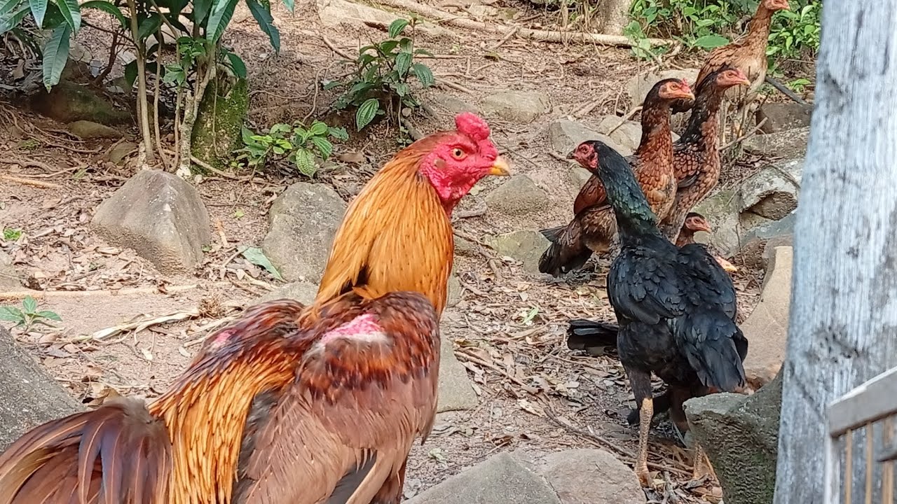 APRENDA CUIDAR DE GALINHAS DE UM JEITO F&Aacute;CIL