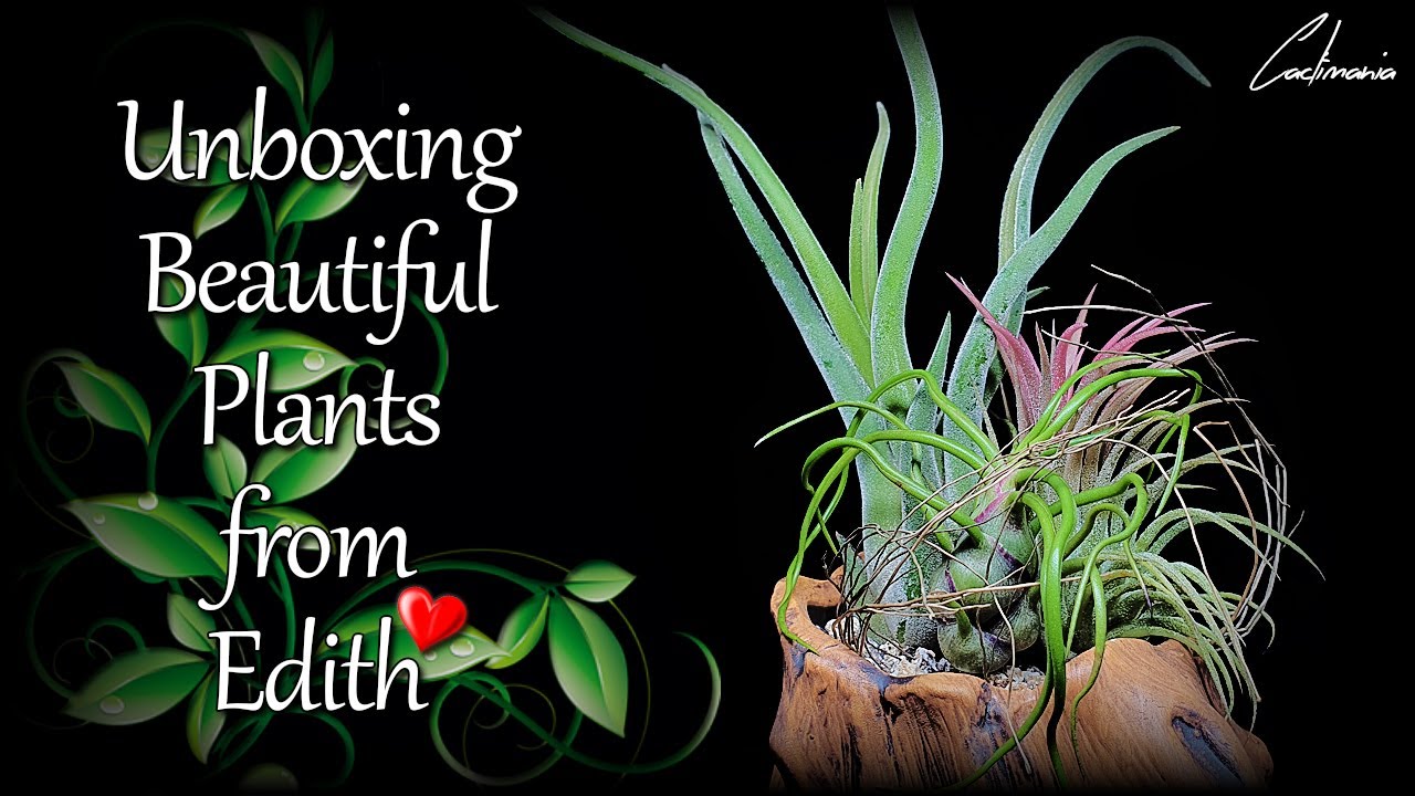 Unboxing Beautiful Plants from Edith | Cactus & Succulents