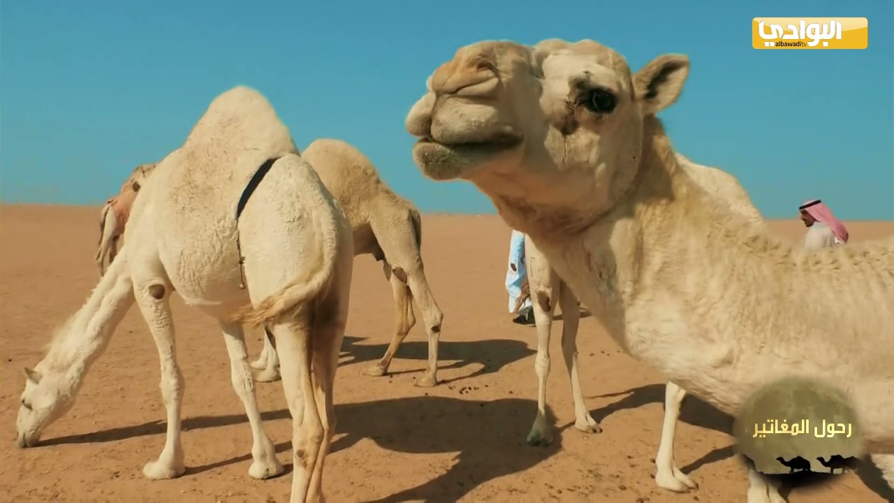 الحلقة 