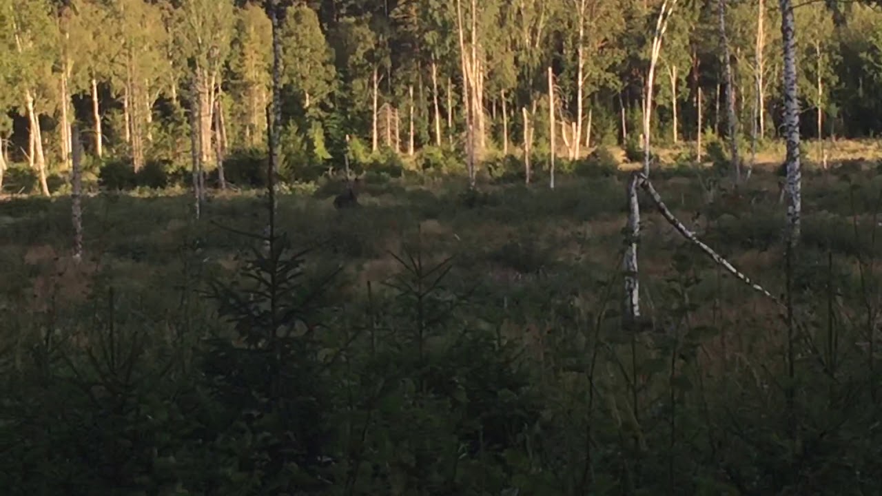 &Auml;lglock p&aring; Walln&auml;s