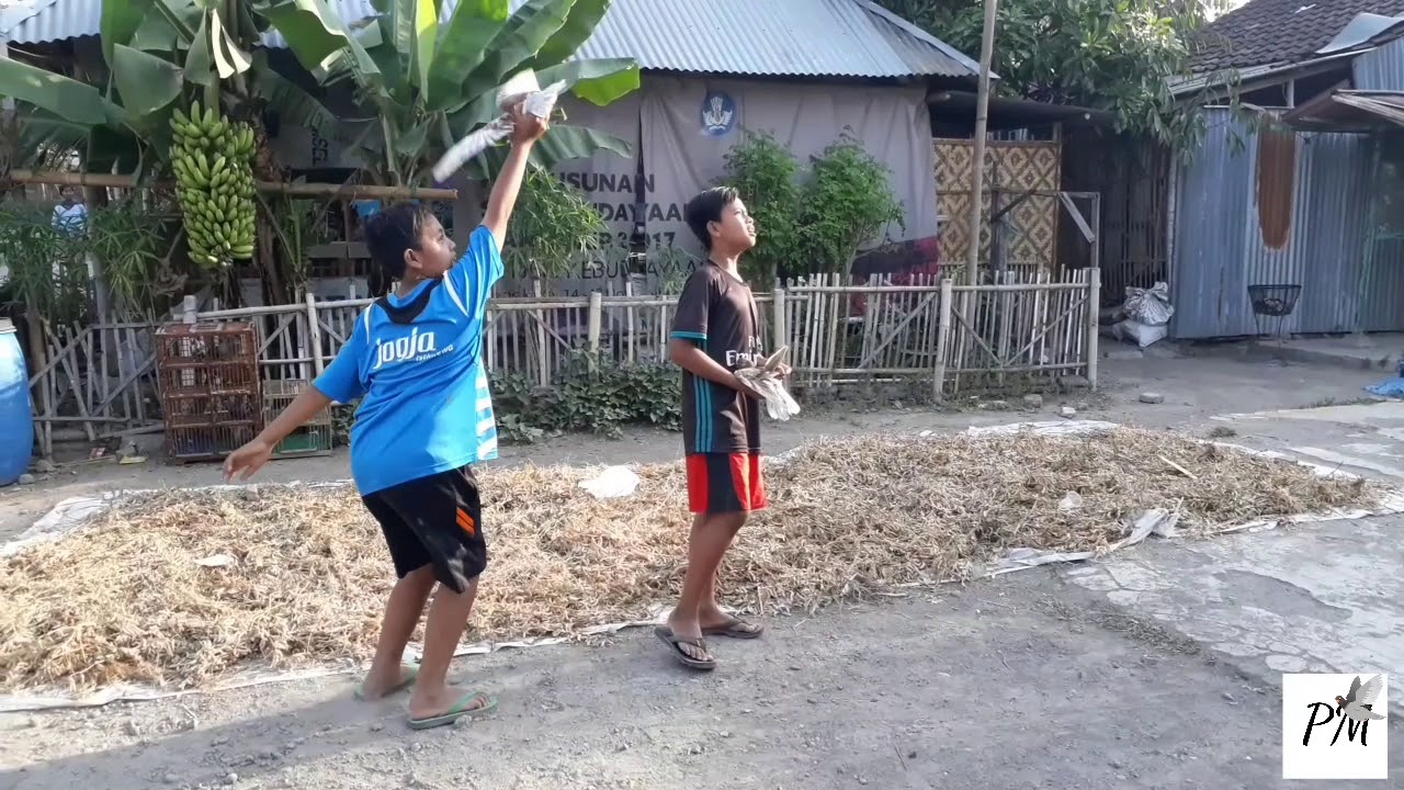 ANAK KECIL BERMAIN MERPATI YANG JARANG KITA TEMUI DI PERKOTAAN