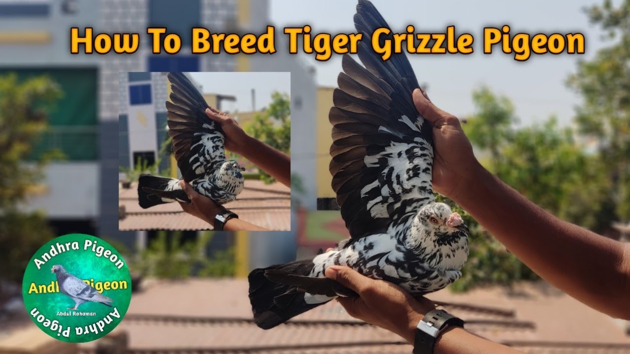How To Breed  Racing Black Tiger Grizzle Pigeon💡💯