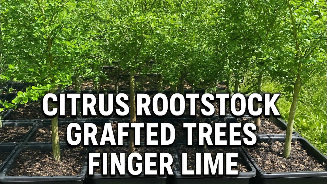 Citrus rootstock transfer, grafted citrus and fingerlime varieties.