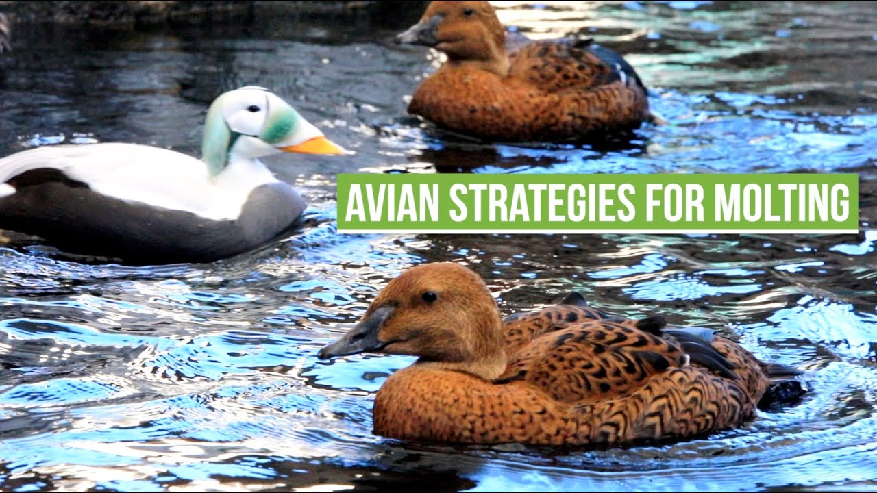 Molting Strategies of Birds