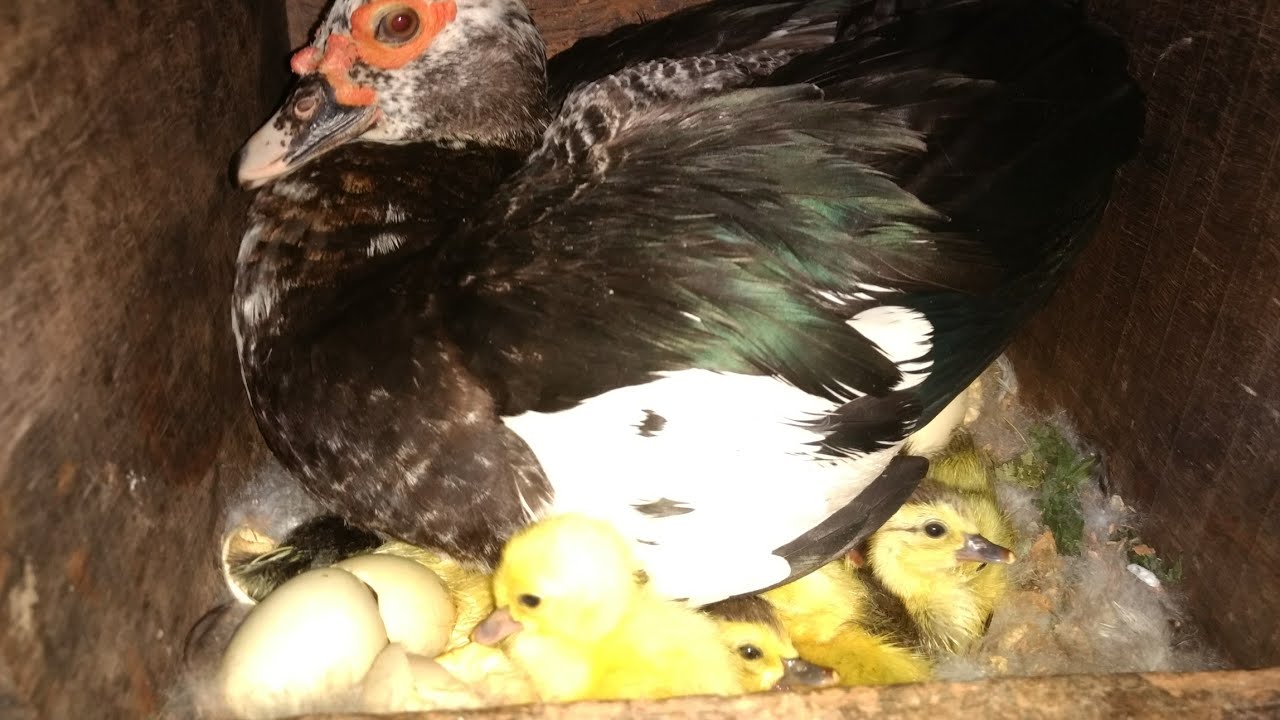 Minha Pata com Patinhos