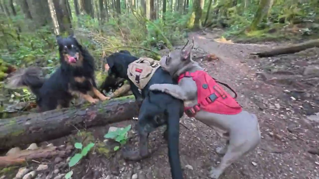 Gooch meets Kinsley,  Maya and Bear for a forest hike