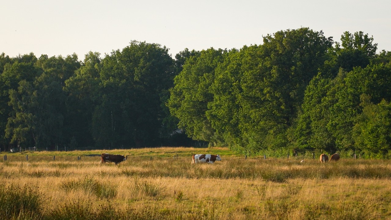 1 Hour of Peaceful Cows in a Summer Meadow | Relaxing Nature Ambience & Birdsong