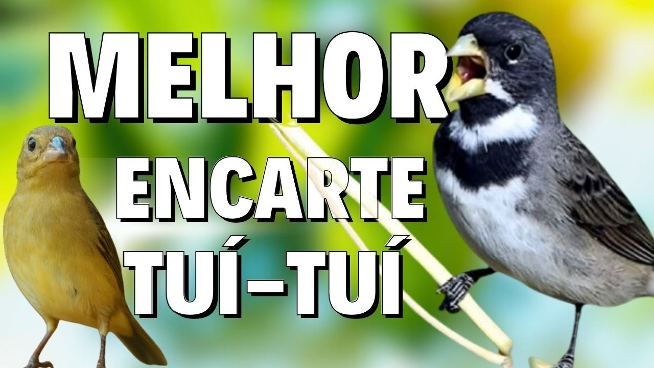 🔴CANTO DE COLEIRO TUI TUI PERFEITO PARA ENCARTE 🔴🔴E ENSINAR COLEIRO E PAPA CAPIM 🔴TURBINE SEU PARDO🔴